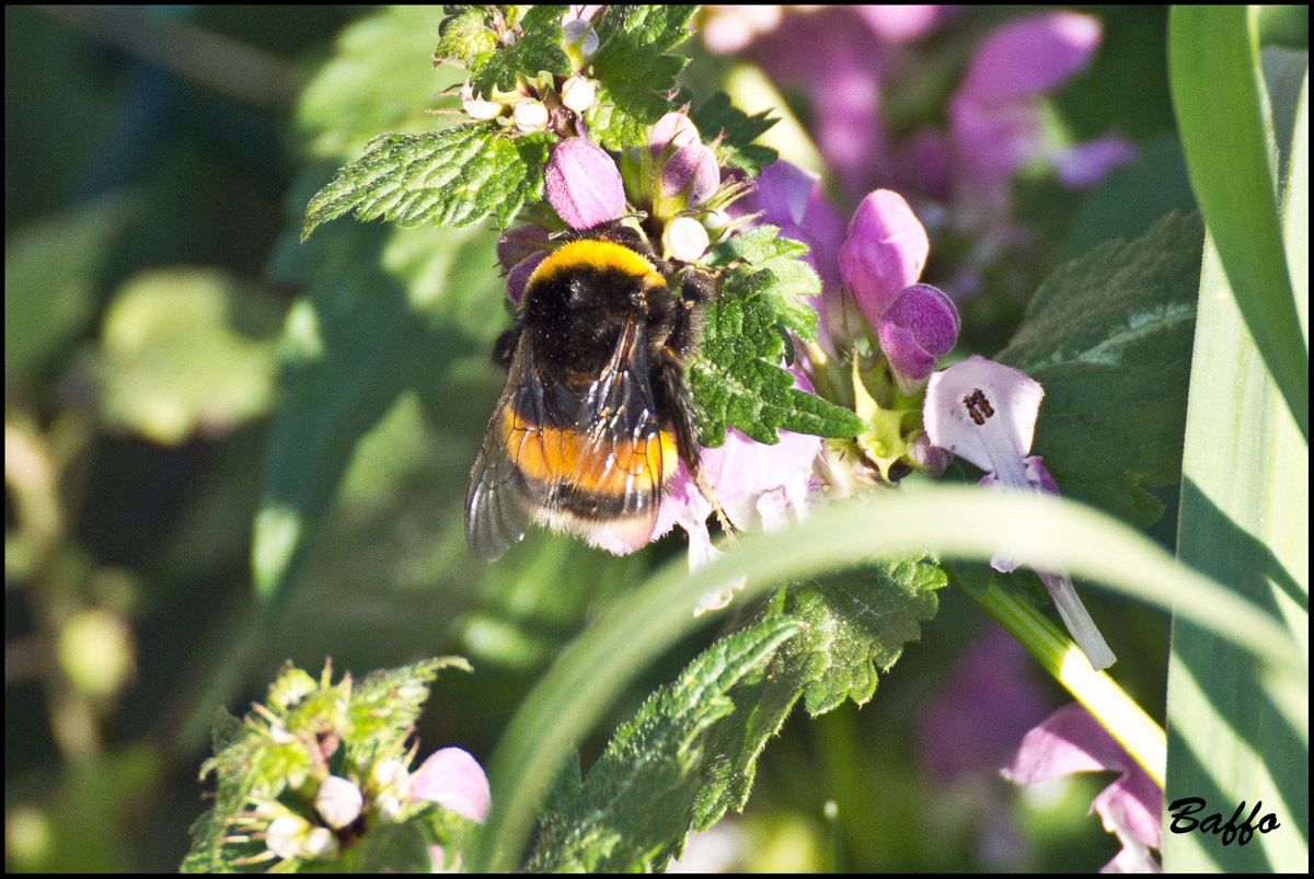 Bombus terrestris